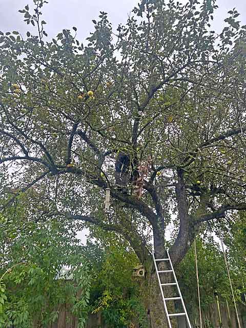 Ein Mann  mit Leiter auf dem Apfelbaum