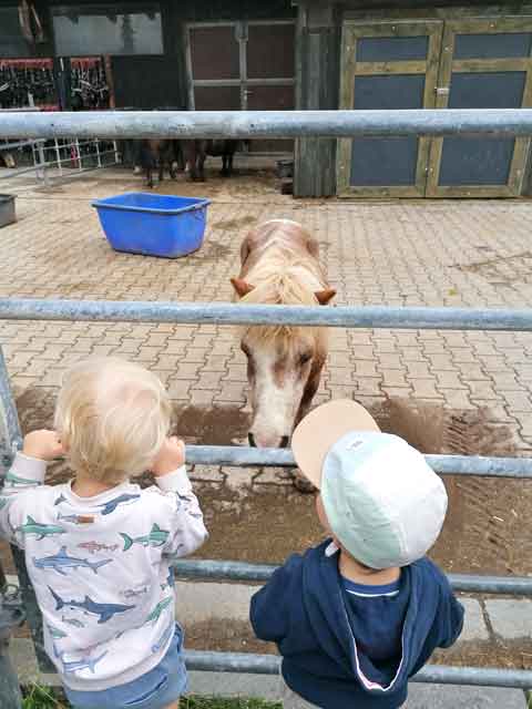 Ausflug Wildpark Weil Kinder stehen am Gehegezaun vor einem Pony