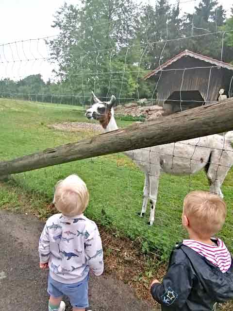 Ausflug zum Wildpark Weil Kinder stehen am Gehegezaun vor einem Lama im Wildpark Weil