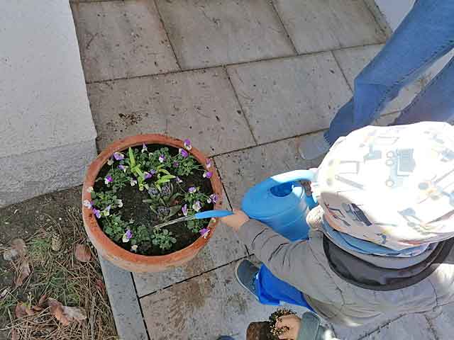 Frisch eingepflanze Frühlingsblumen werden gegossen